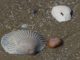 Creare con le conchiglie 1558 0 Creare con le conchiglie